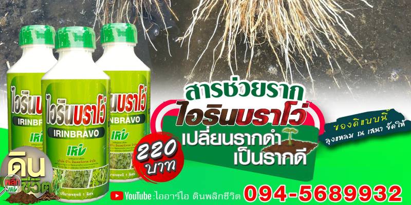 ขายไอรินบราโว่ สารช่วยสร้างราก นนทบุรี ขายไอรินบราโว่ สารช่วยสร้างราก นนทบุรี
